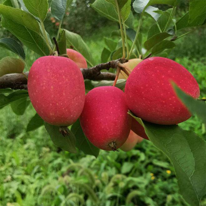 苹果尝鲜版稳定吗iphone尝鲜版-第2张图片-太平洋在线下载