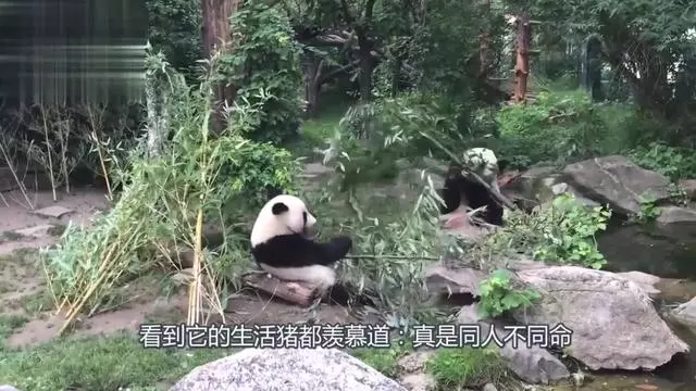 熊猫抓娃娃苹果版熊猫办公官网登录入口