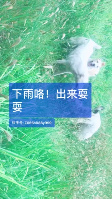 小五直播安卓版小奶猫直播安卓版下载-第2张图片-太平洋在线下载